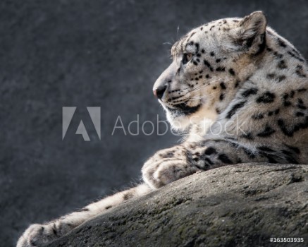 Picture of Snow Leopard XXXI